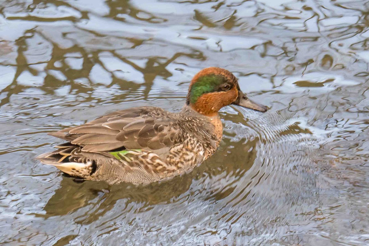 krikkand - ML644860593