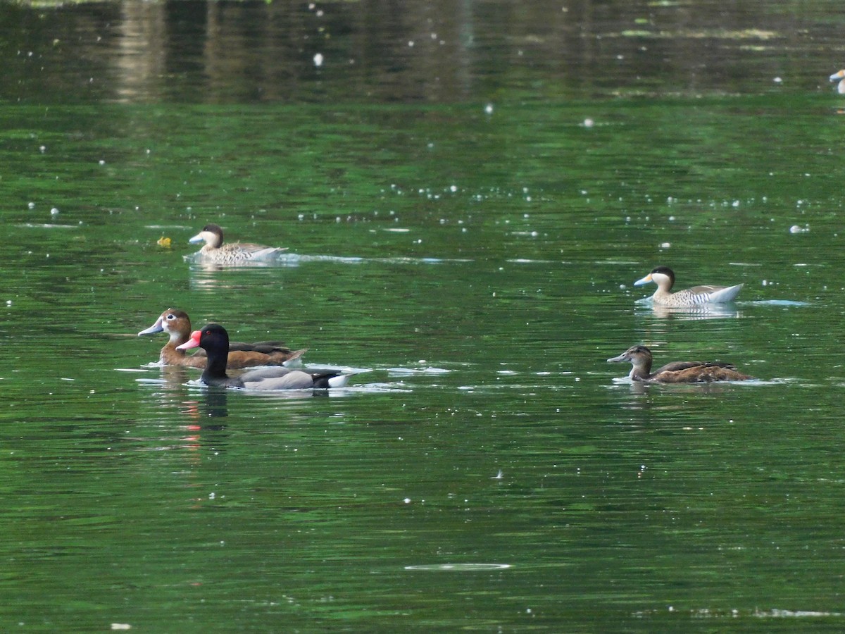 Черноголовая утка - ML644860595