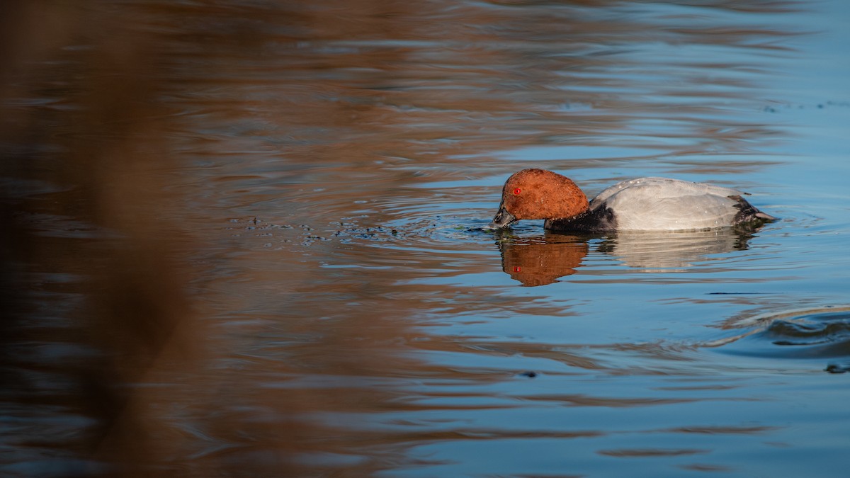 Common Pochard - ML644860598