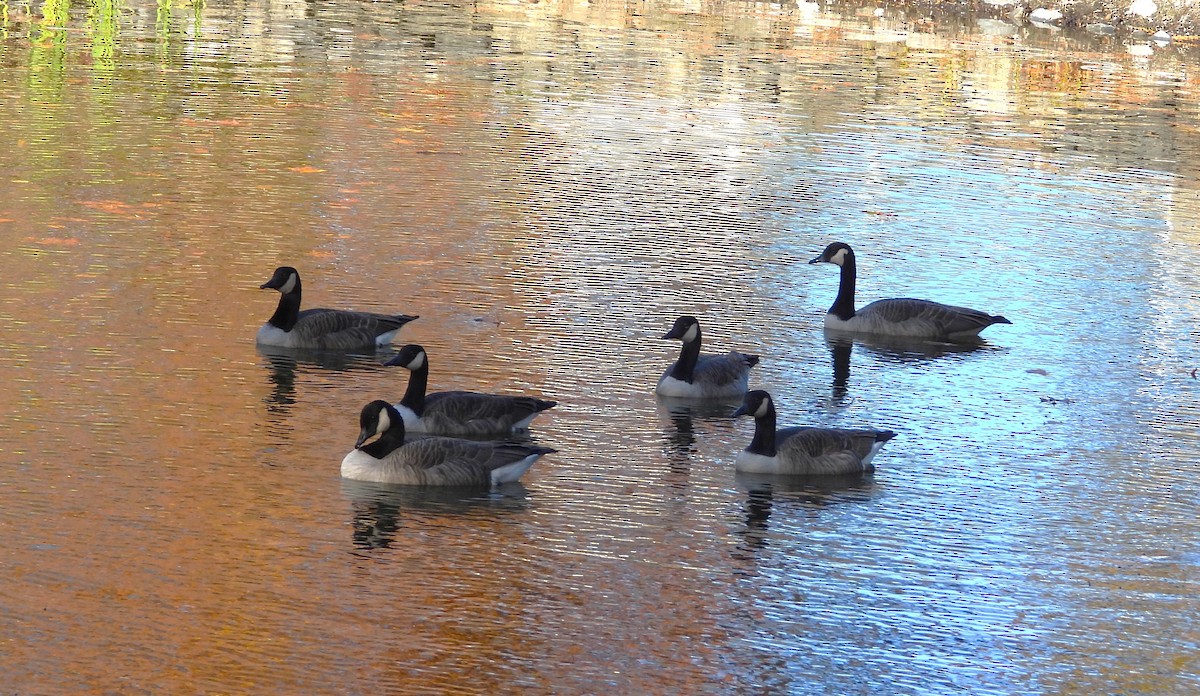 Canada Goose - ML644860599