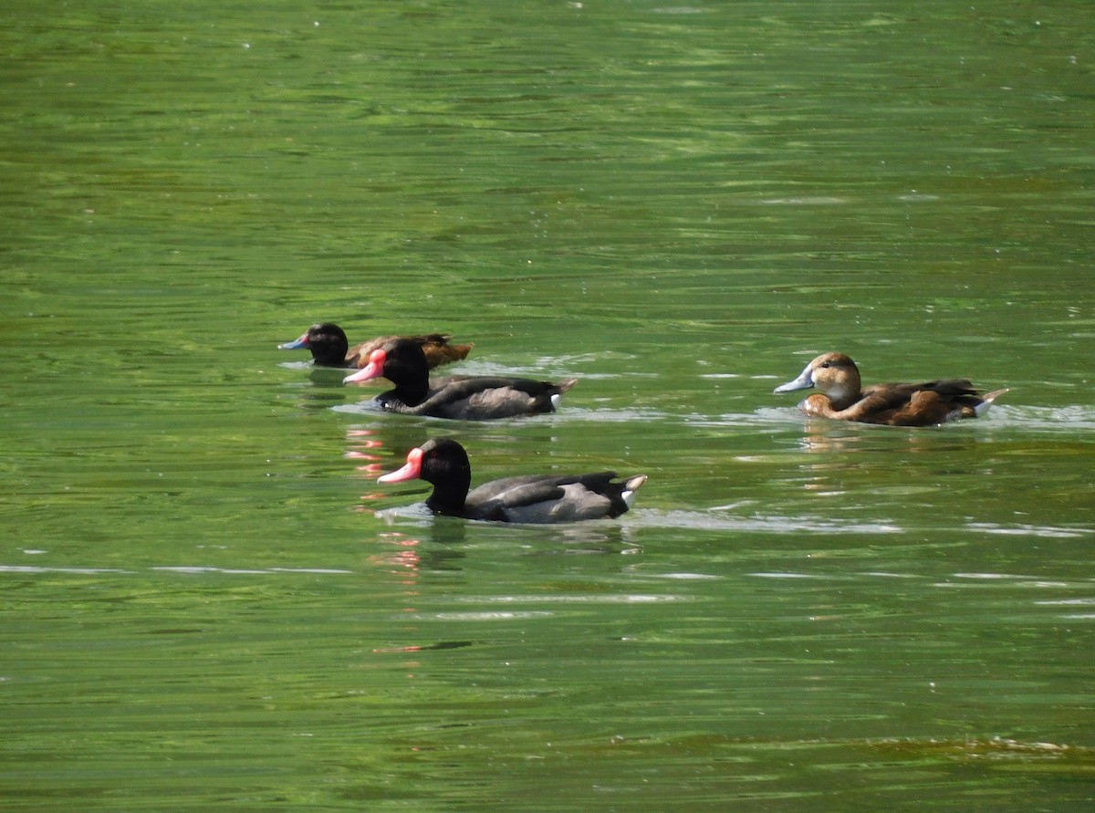 Черноголовая утка - ML644860601