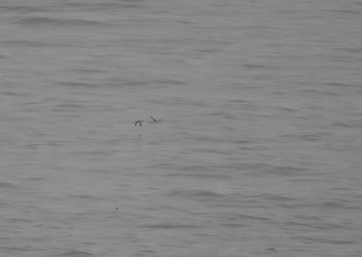 Horned Grebe - ML644860649