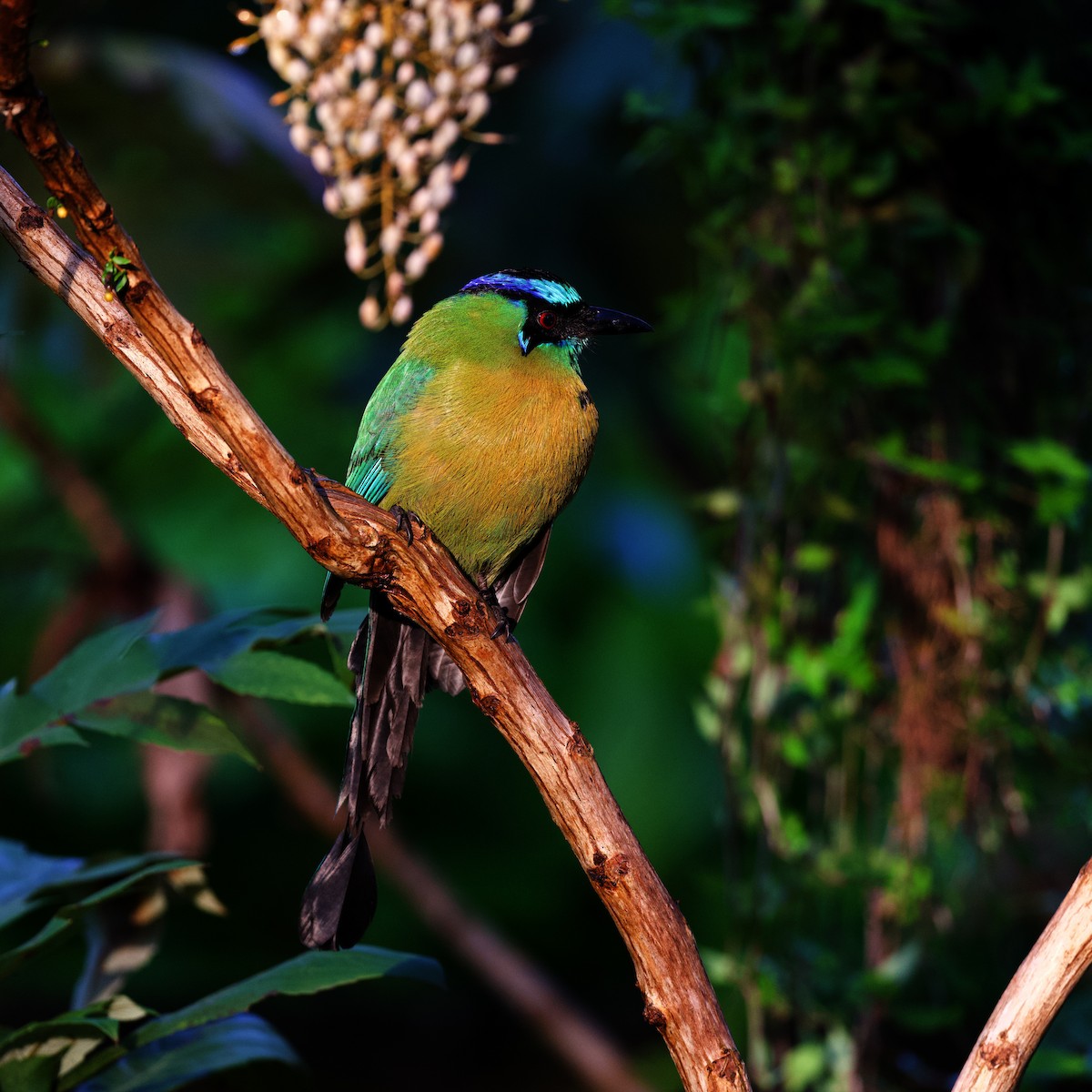 Lesson's Motmot - ML644860664