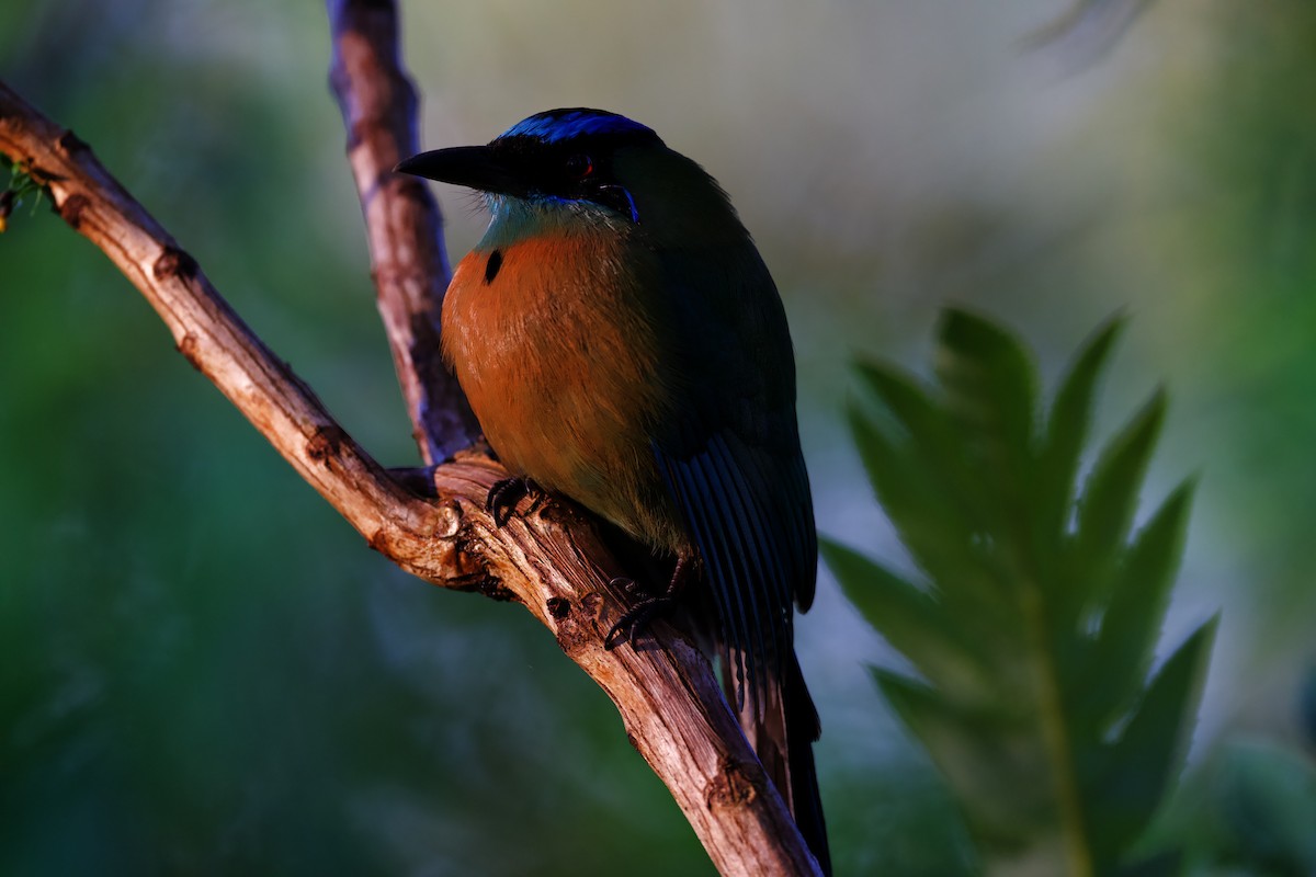 Lesson's Motmot - ML644860665