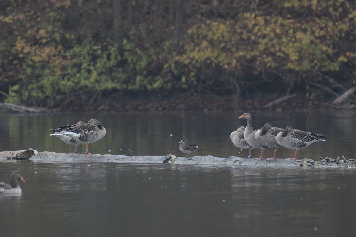 Mandarin Ördeği - ML644860668