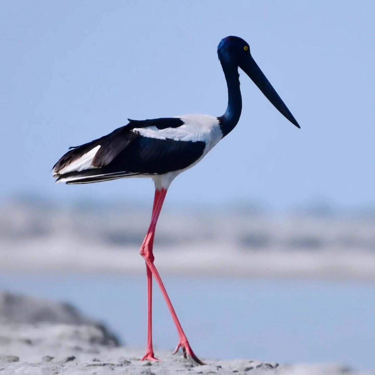 čáp černokrký - ML644860670