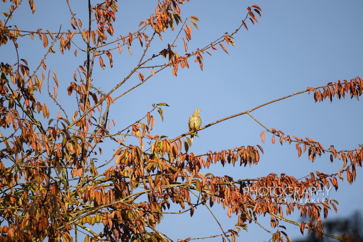 drozd brávník - ML644860671