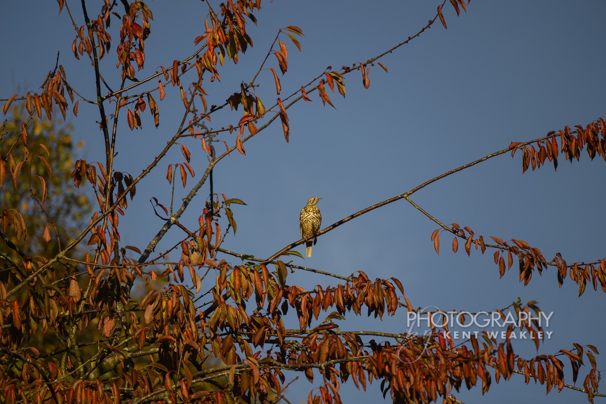 drozd brávník - ML644860672