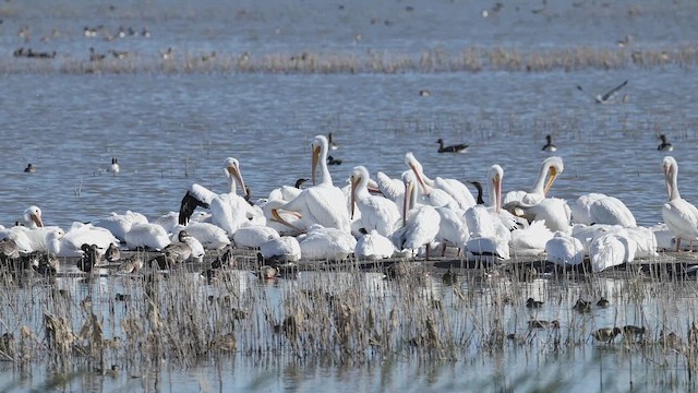 American White Pelican - ML644860675