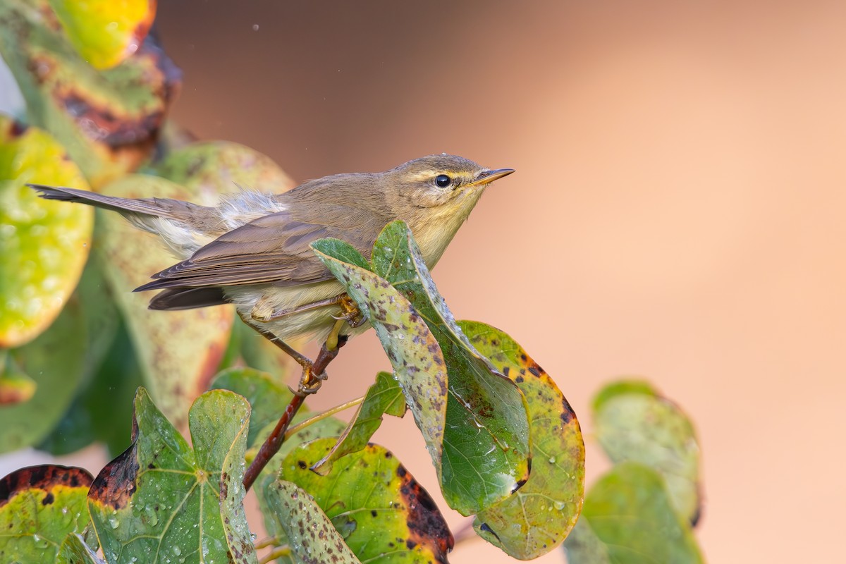 Willow Warbler - ML644860686