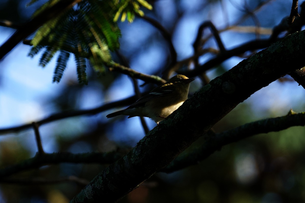 Пісняр-лісовик каштановий - ML644860696