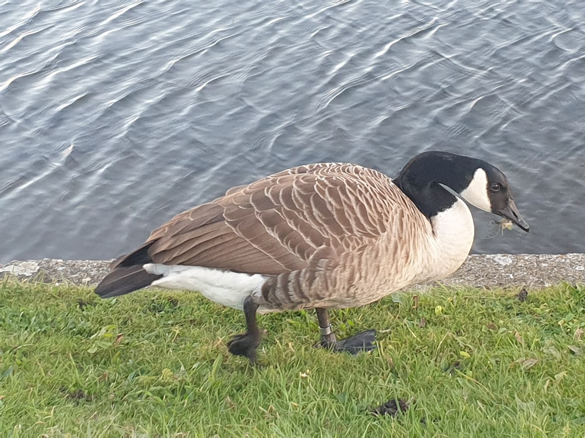 Canada Goose - ML644860703