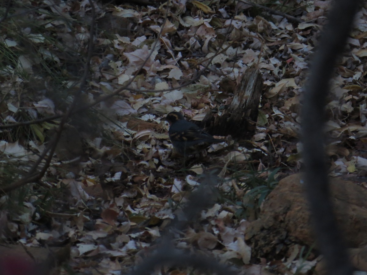 Halsbanddrossel - ML644860707