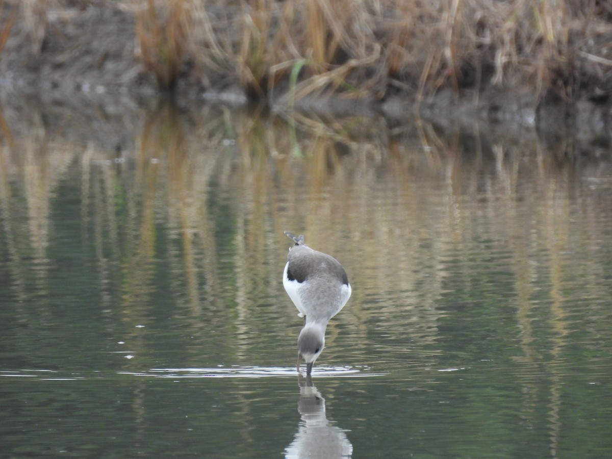 Zankaluze eurasiarra - ML644860708