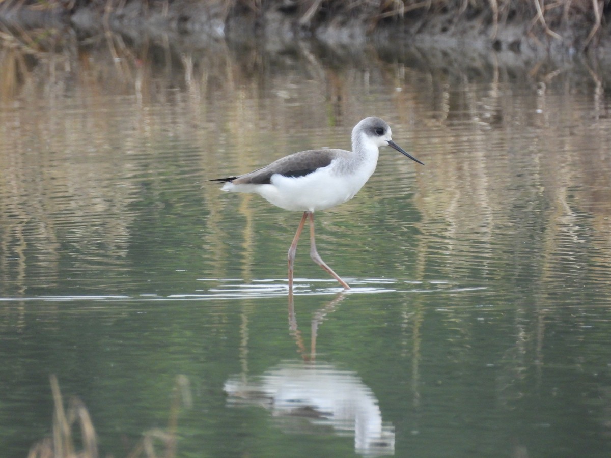 Zankaluze eurasiarra - ML644860709