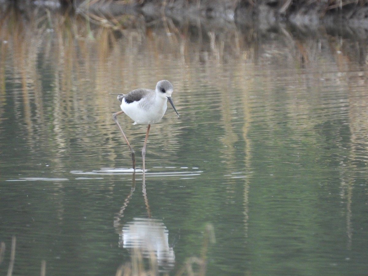 Zankaluze eurasiarra - ML644860710