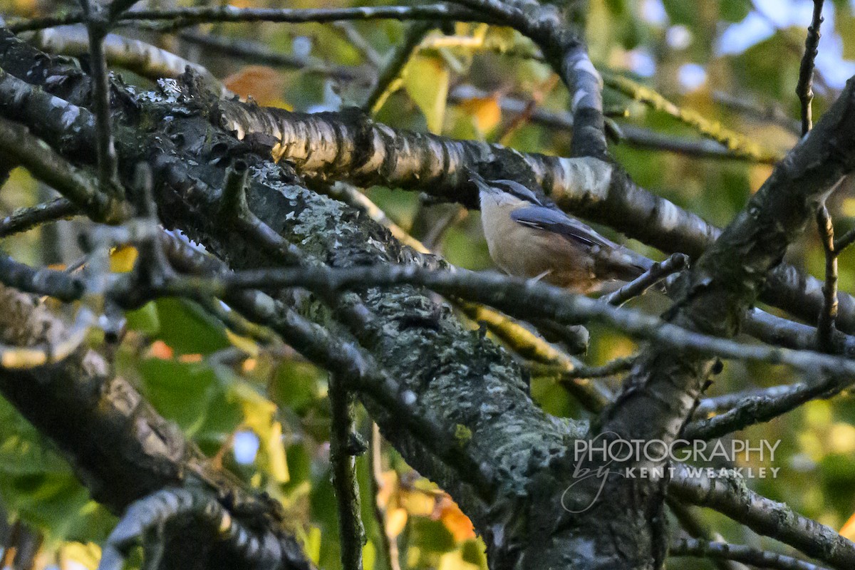 Garrapo eurasiarra - ML644860713