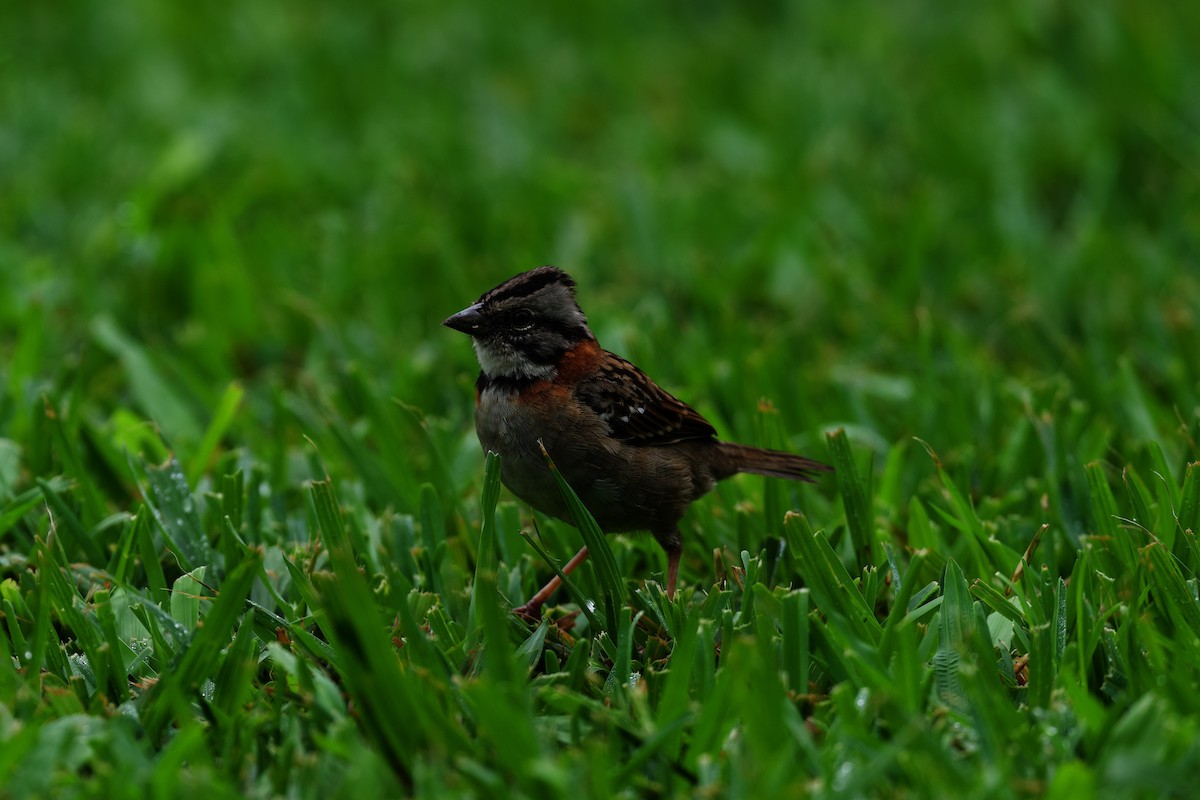 Morgenammer - ML644860731