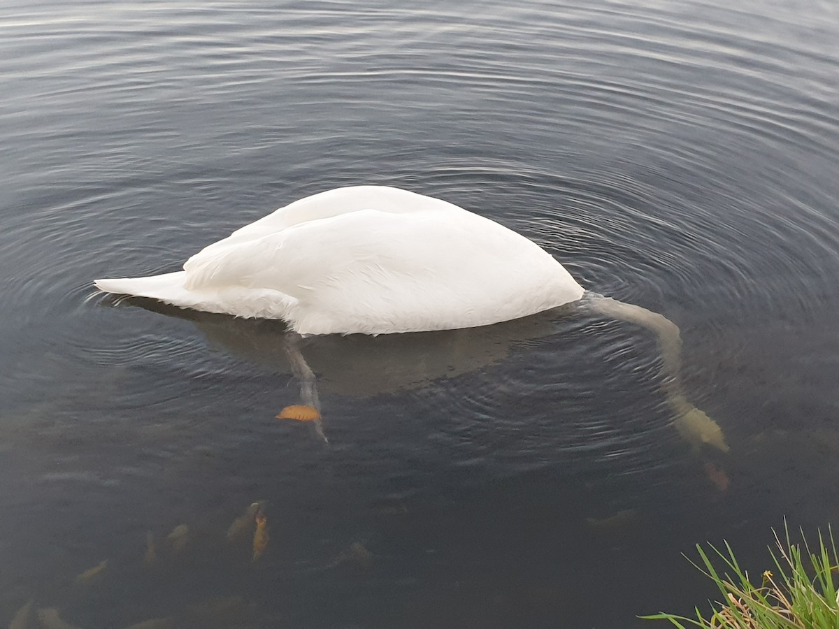 Mute Swan - ML644860732