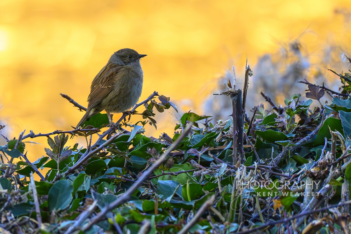Dunnock - ML644860734