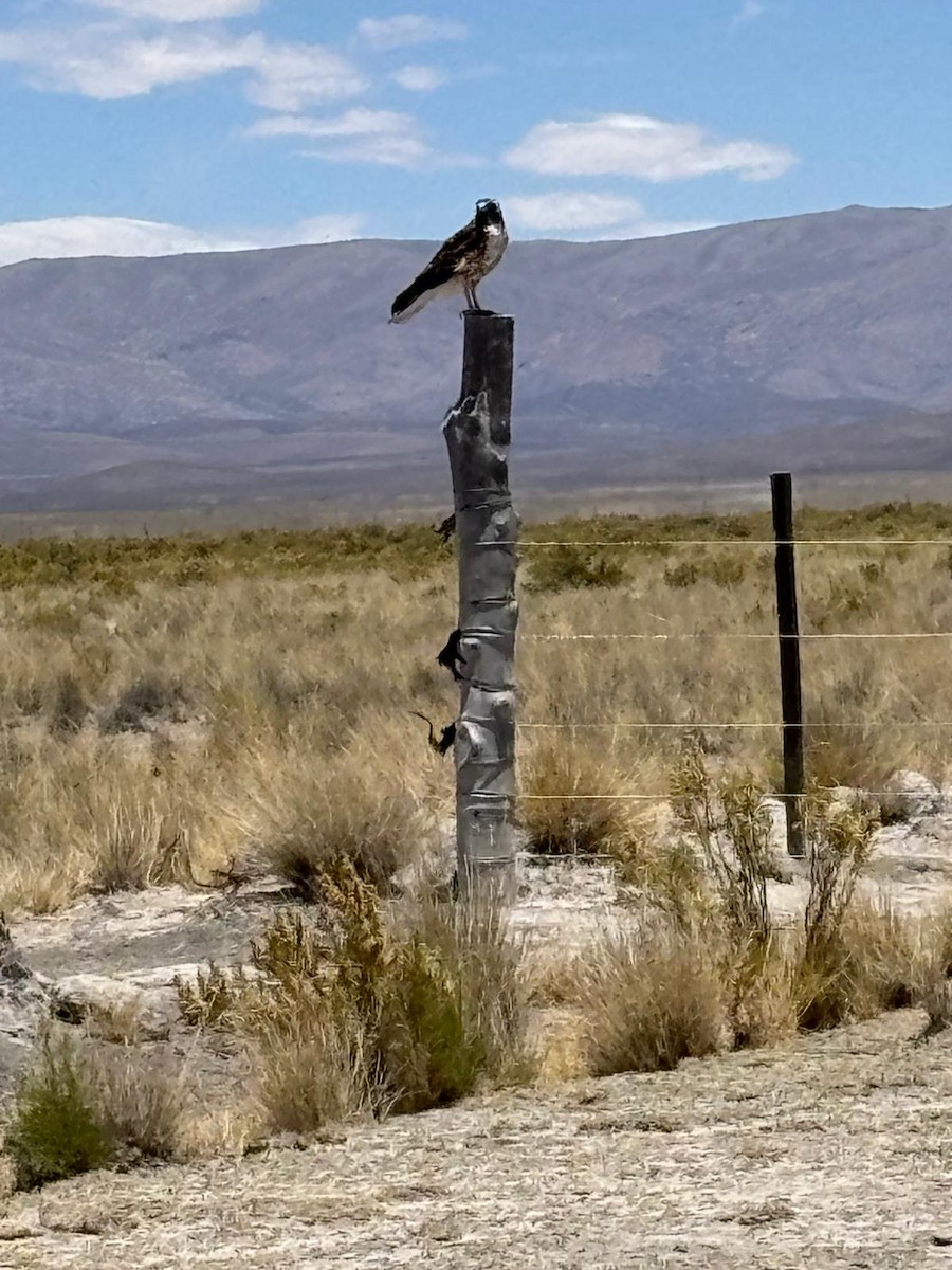 Variable Hawk - ML644860745