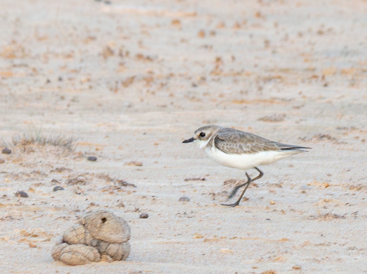 Tibetan Sand-Plover - ML644860761