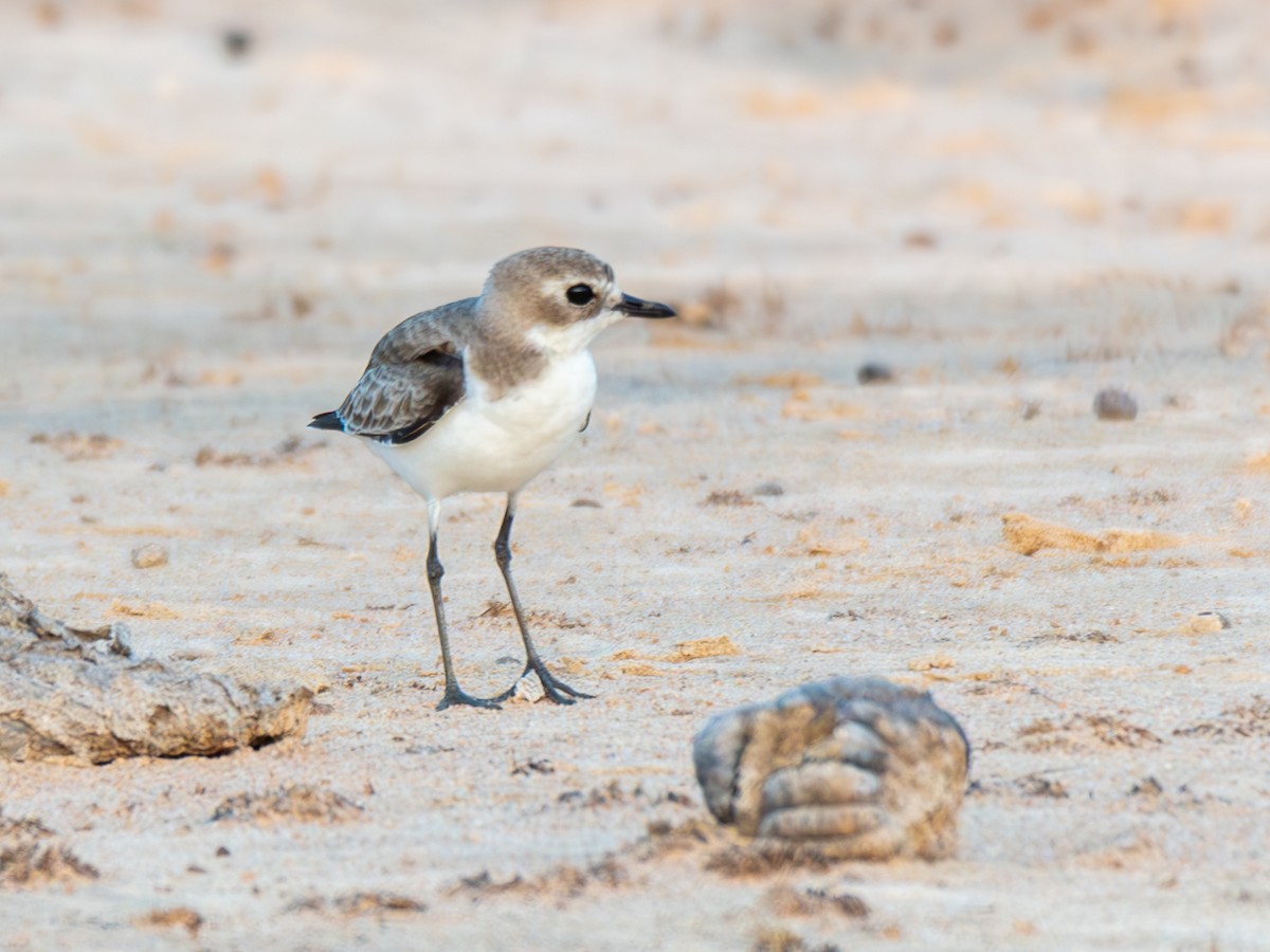 Tibetan Sand-Plover - ML644860762