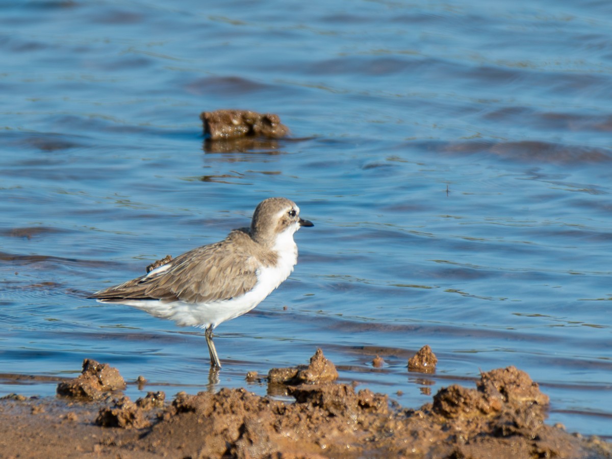 Tibetan Sand-Plover - ML644860763