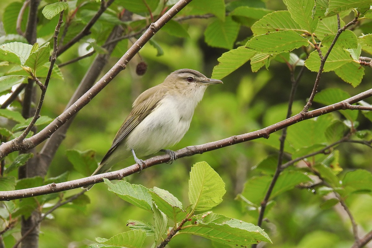 アカメモズモドキ - ML644860797