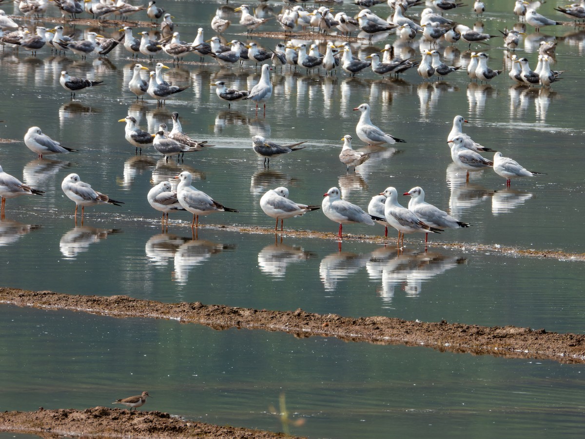 racek hnědohlavý - ML644860803