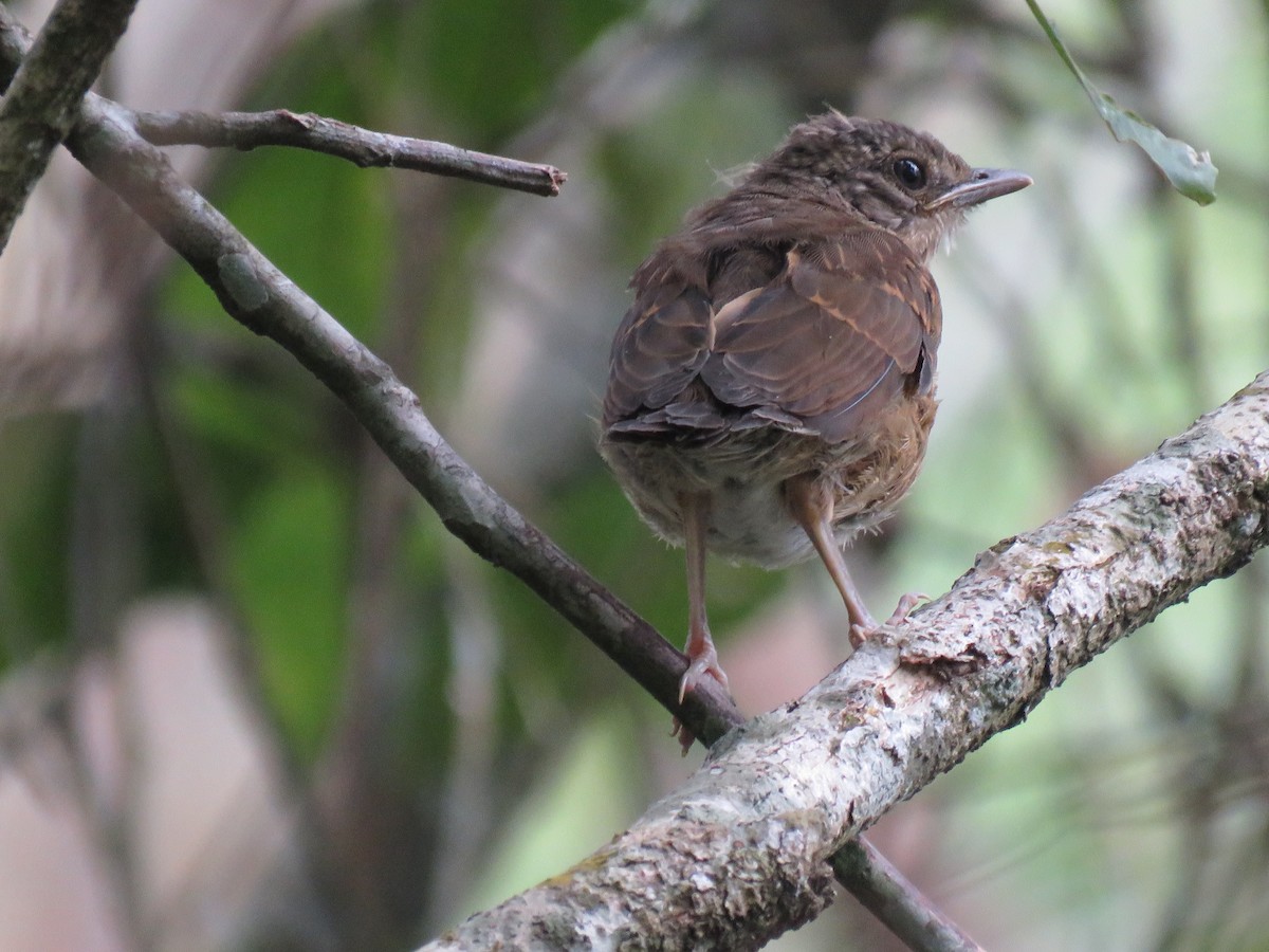 Pale-breasted Thrush - ML644860806