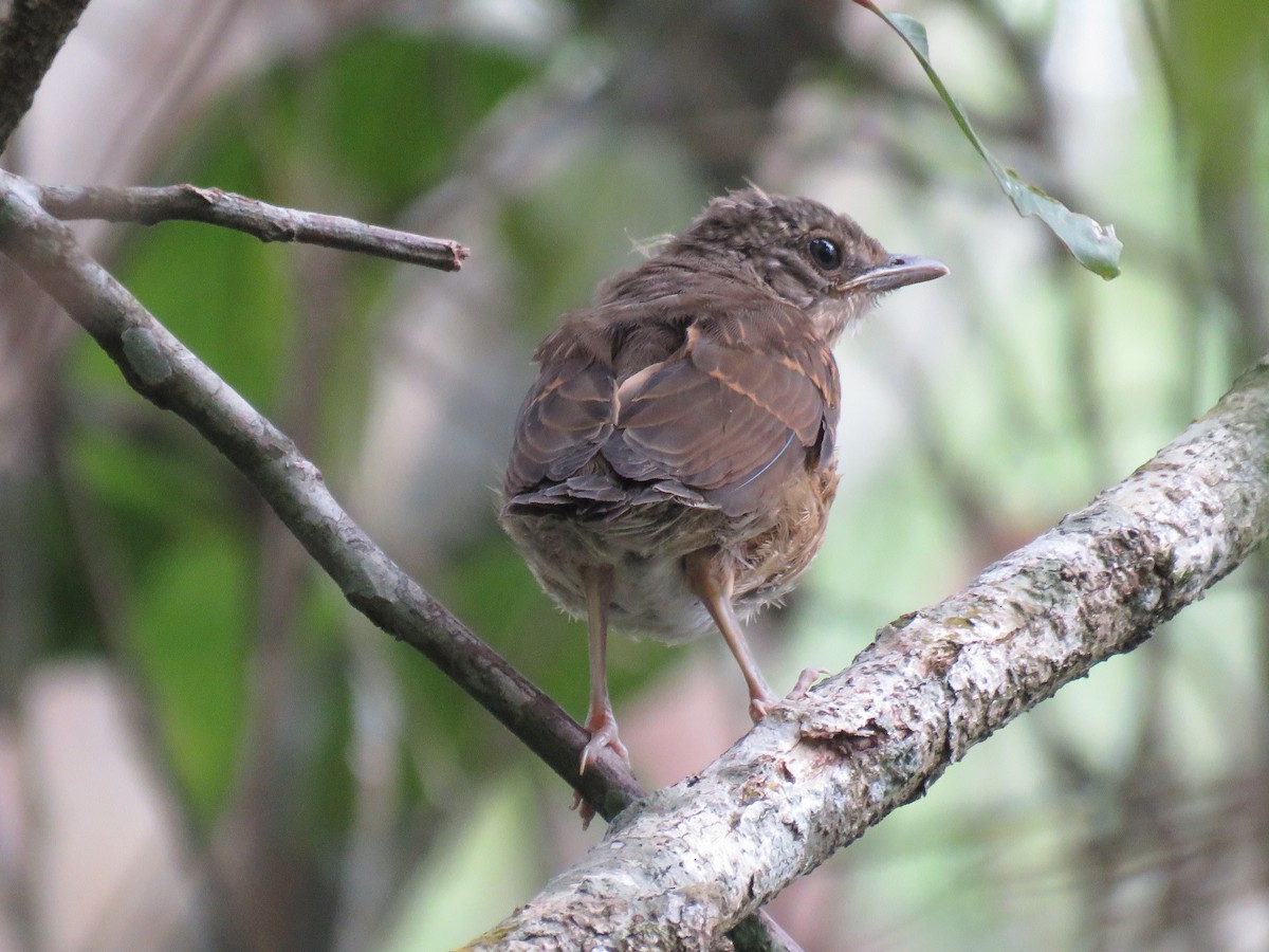 Pale-breasted Thrush - ML644860807