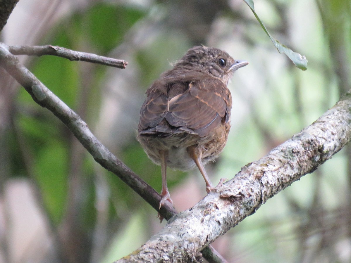 Pale-breasted Thrush - ML644860808