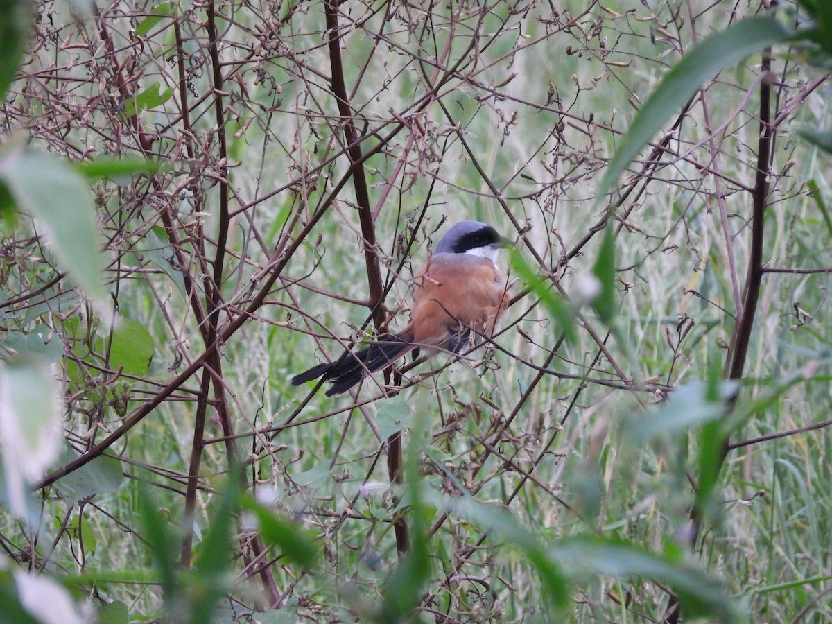 Long-tailed Shrike - ML644860809