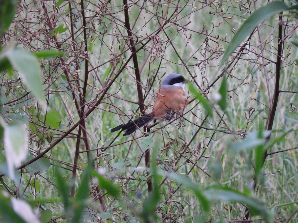 Long-tailed Shrike - ML644860810