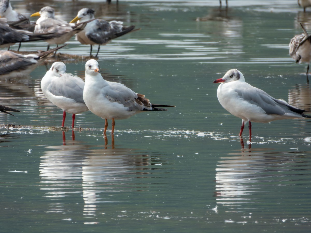 Brown-headed Gull - ML644860811
