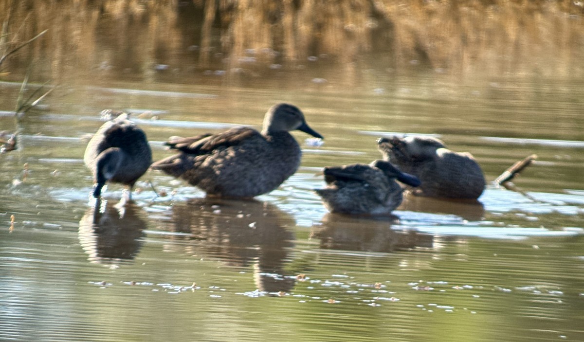 Blue-winged Teal - ML644860813