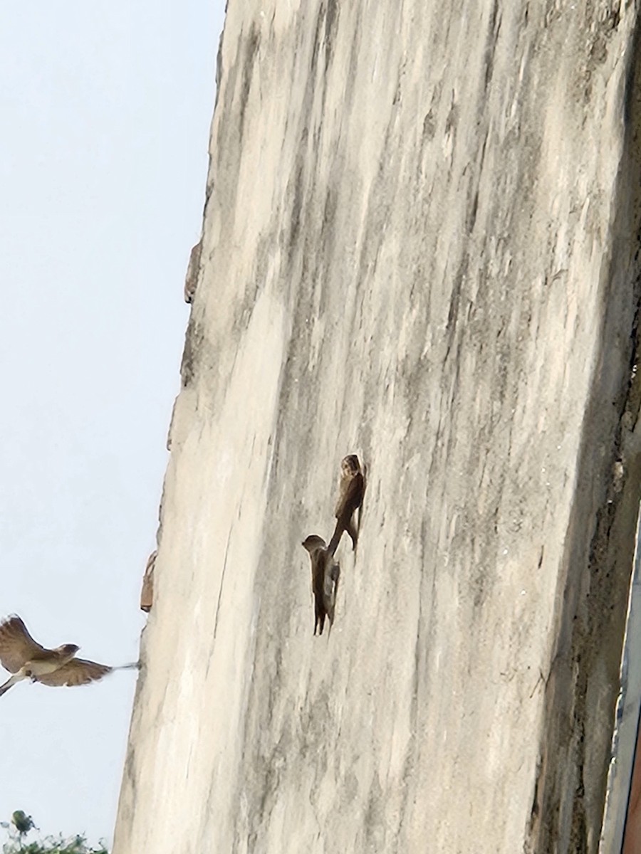 Gray-throated Martin - ML644860814