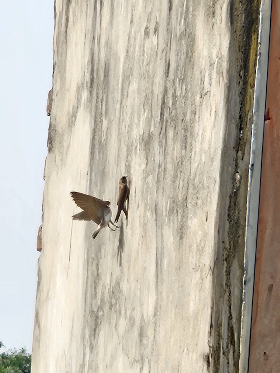 Gray-throated Martin - ML644860815