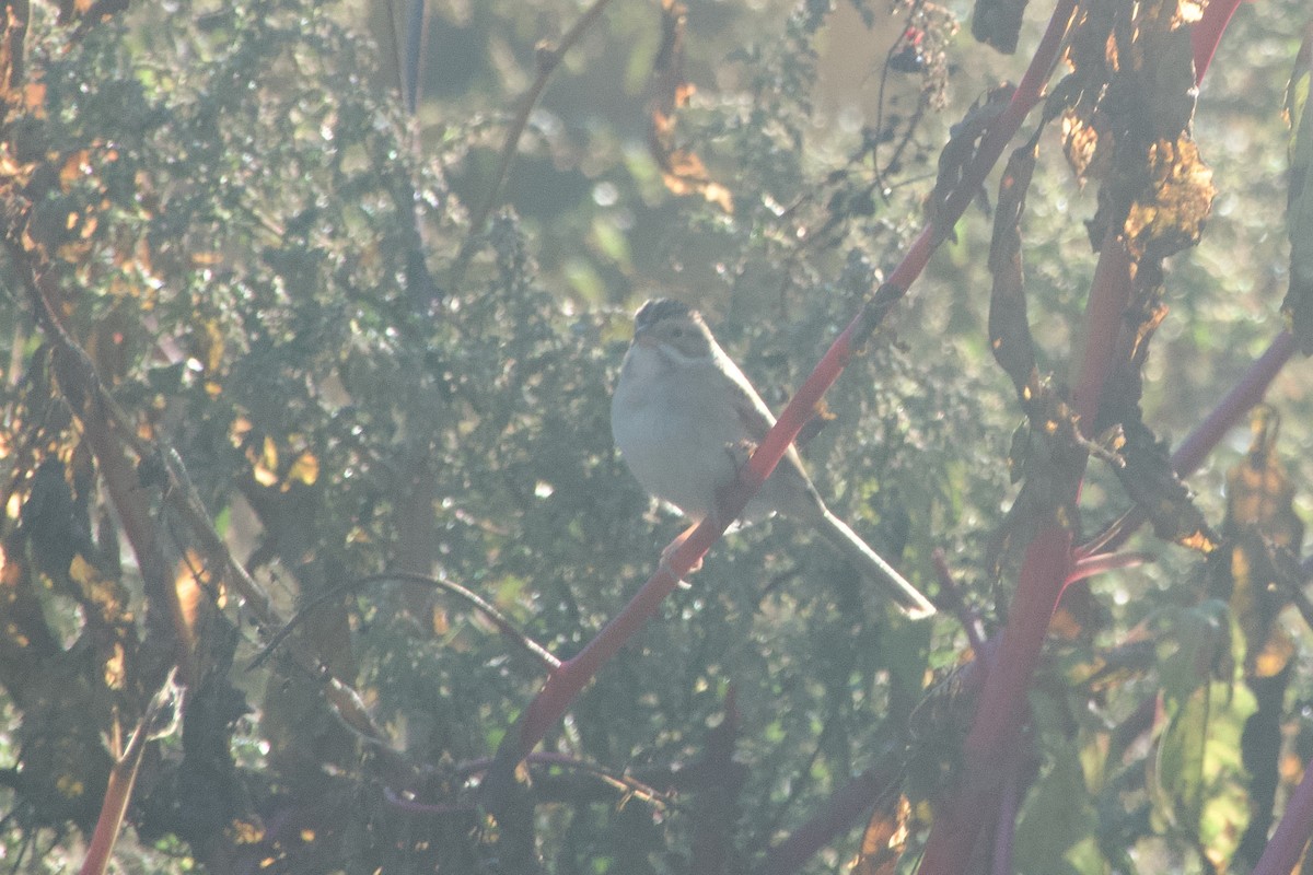 Clay-colored Sparrow - ML644860817