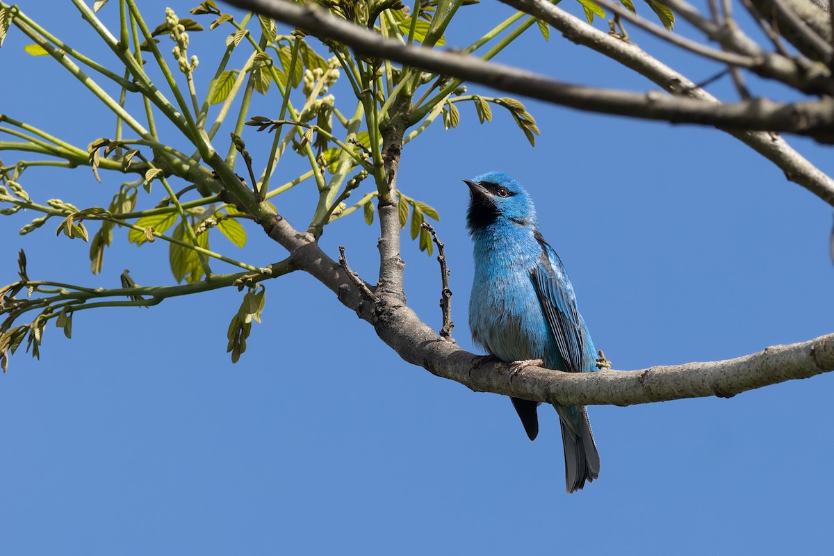 Blue Dacnis - ML644860825