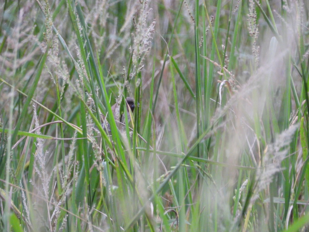 Scaly-breasted Munia - ML644860826