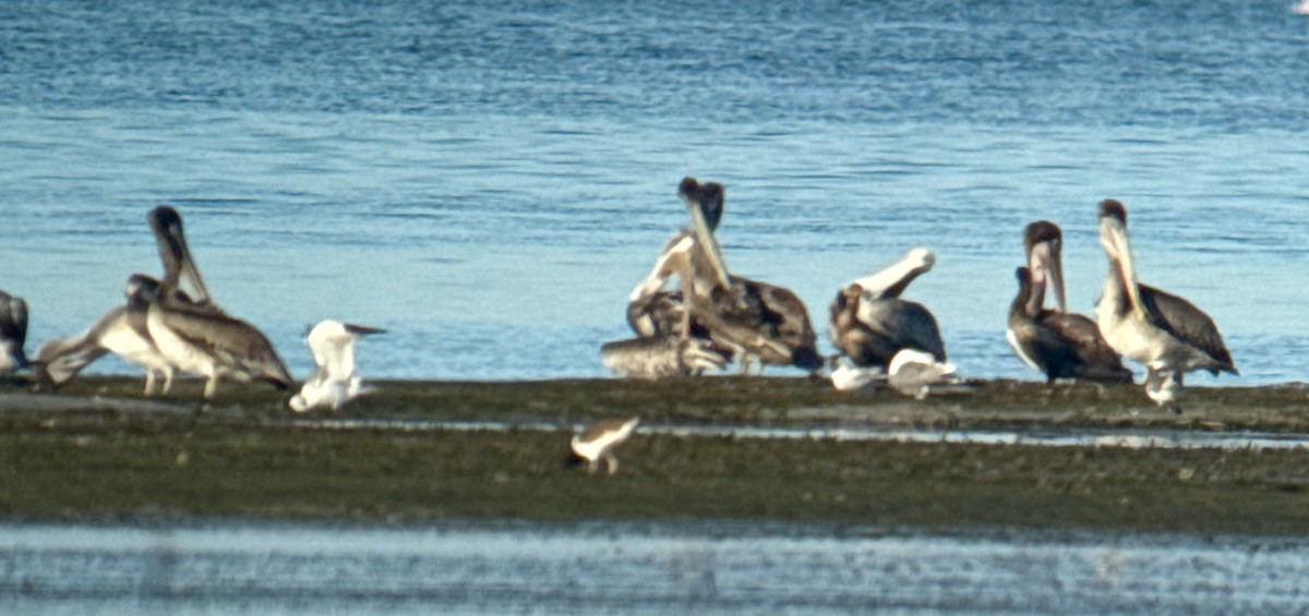 American Oystercatcher - ML644860827
