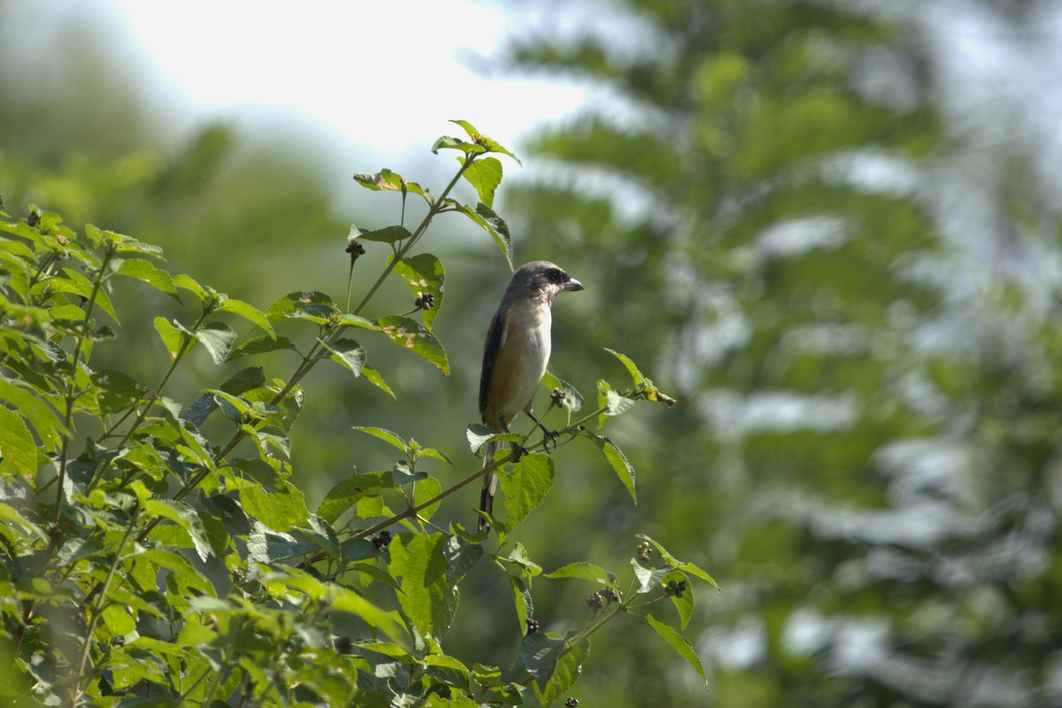 Long-tailed Shrike - ML644860828