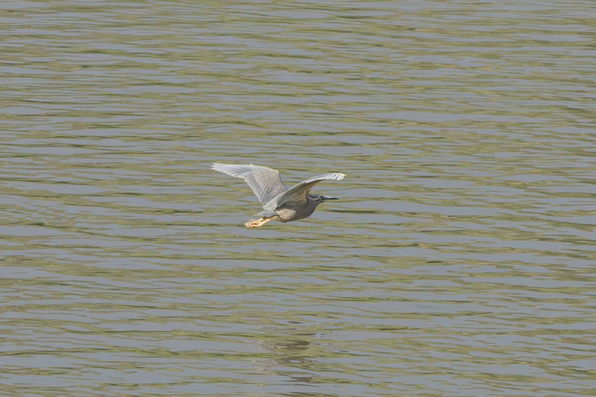 Little Heron - ML644860829