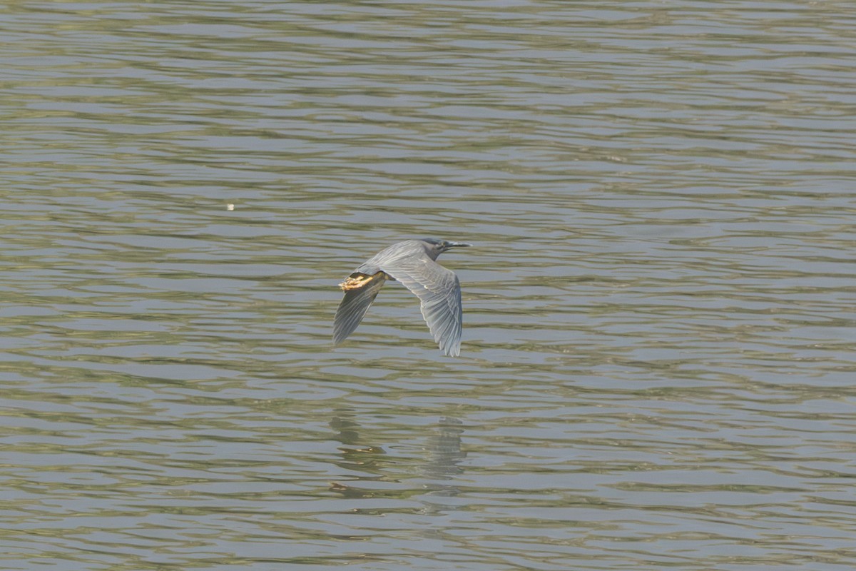 Little Heron - ML644860830