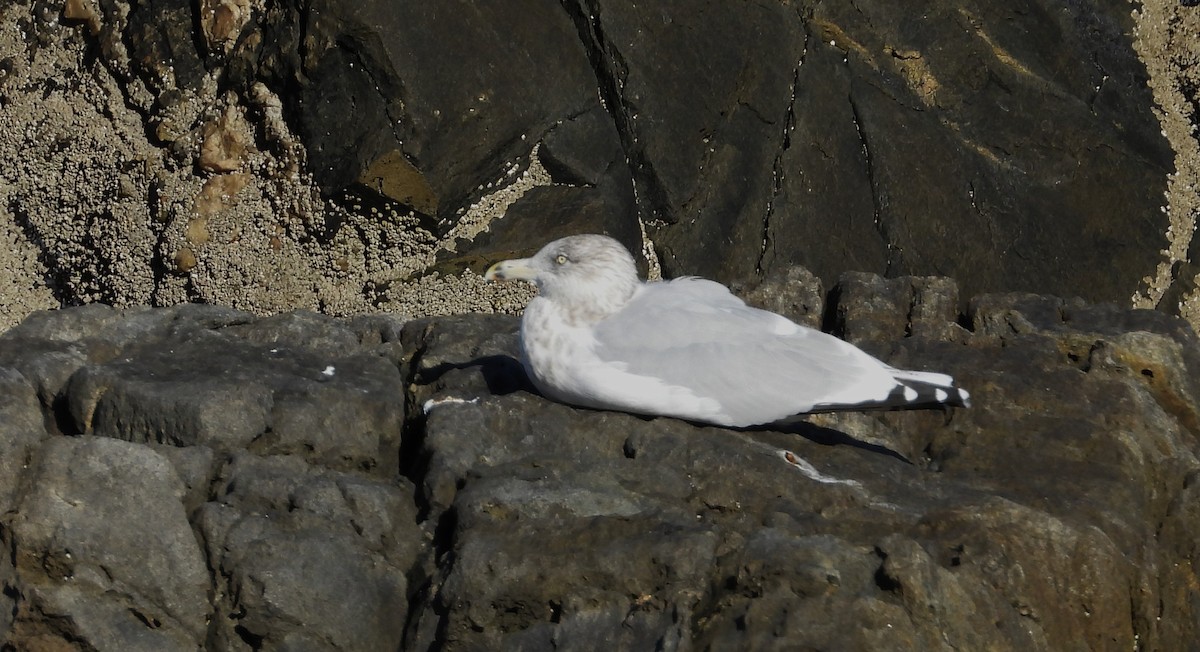 gull sp. - ML644860831
