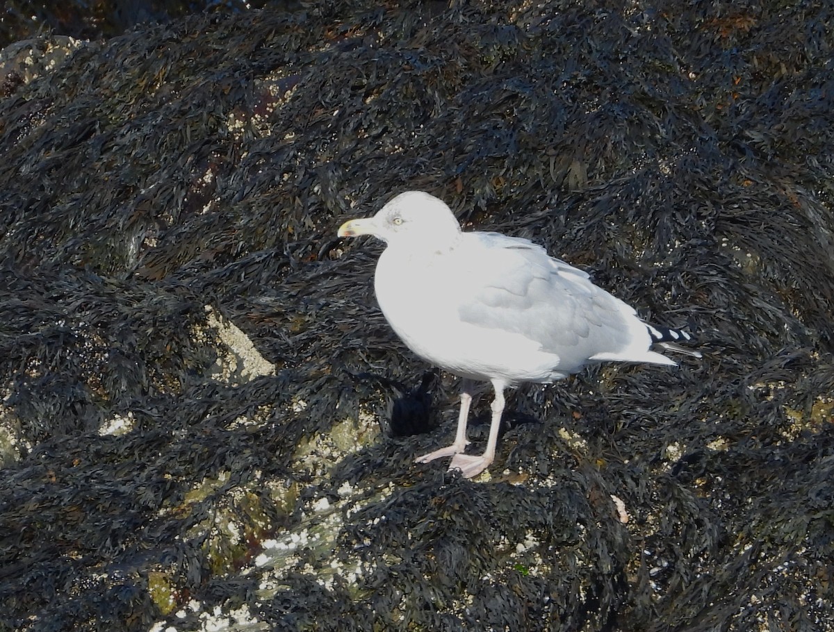 gull sp. - ML644860832
