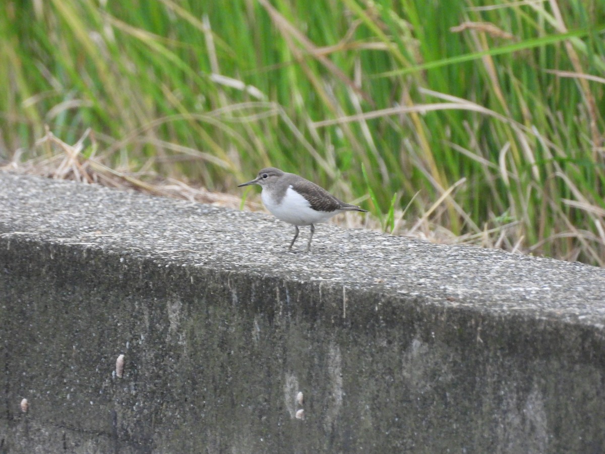 Common Sandpiper - ML644860833