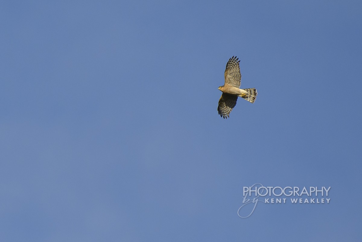 Eurasian Sparrowhawk - ML644860834